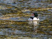 Gänsesäger Männchen